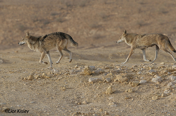  זאב Wolf  Canis lupus                                                           מכתש רמון מרץ 2006